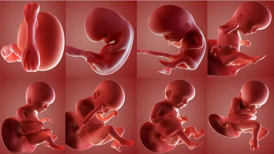 6 Aylık Bebek Anne Karnında Nasıl Durur