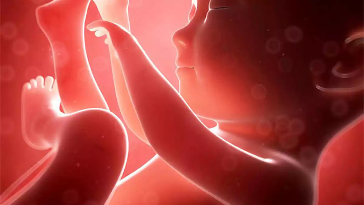 Bebek Nasıl Hareket Ettirilir